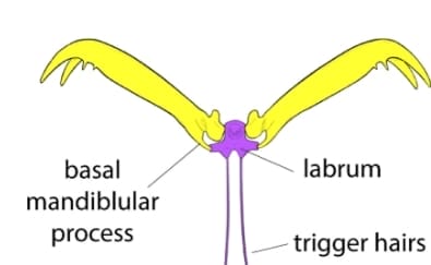 Diagram of the trap-jaw ant pinching mechanism. There are two large pinchers with a trigger in between, jamming them open. There is an indent in the pinchers to allow a small motion of the trigger to free their motion.