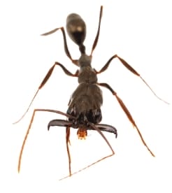 A trap-jaw ant.